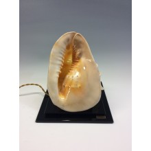 The strombus shell lamp with light orange